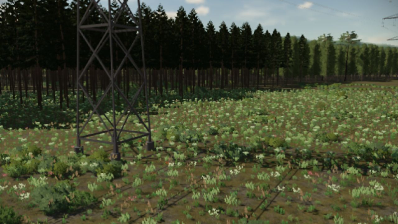 Thick Forest