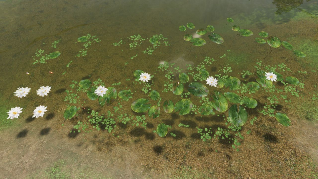 Mieszanka lilii wodnych