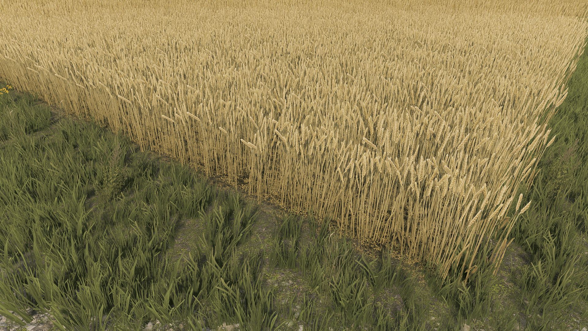 Wheat texture