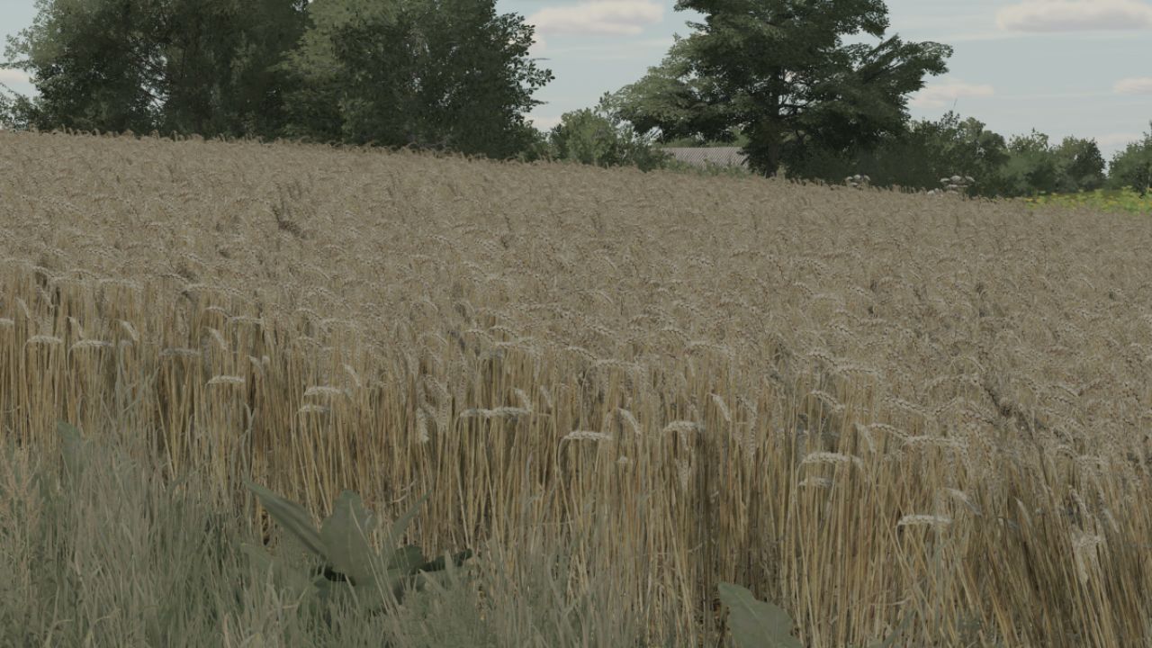 Текстура пшеницы