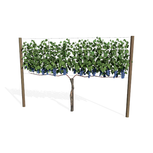 Cultivo
