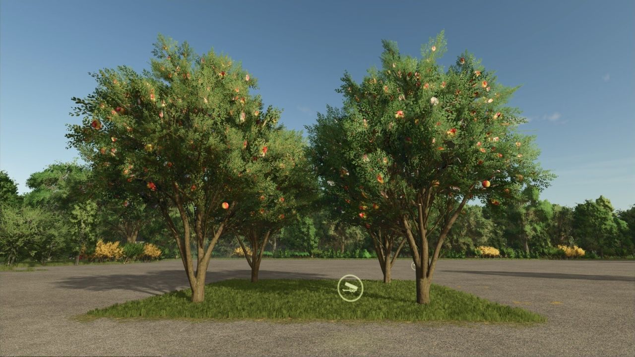 Apple Tree