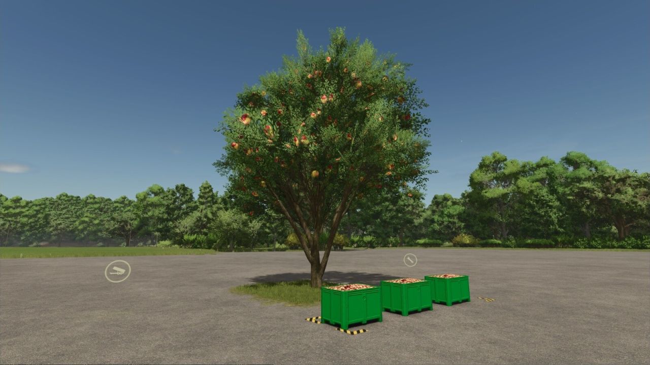 Apple Tree