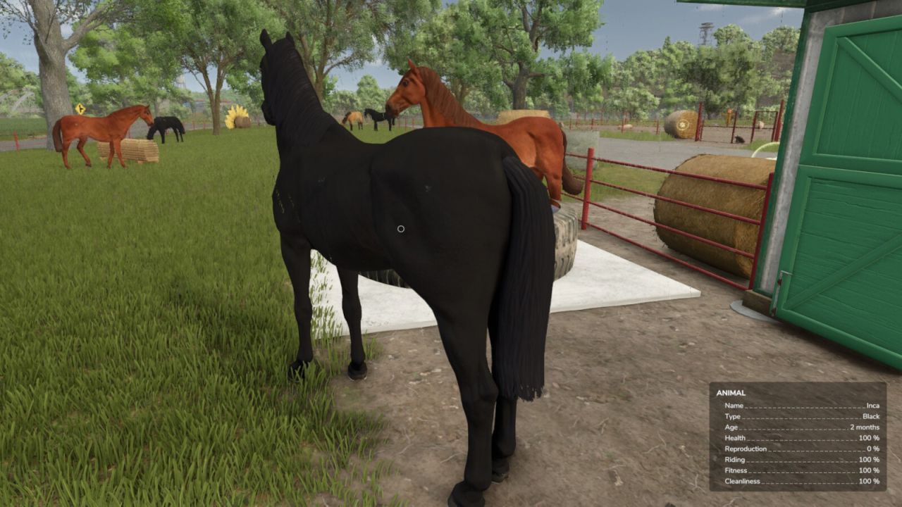 Cuidado de caballos automáticos