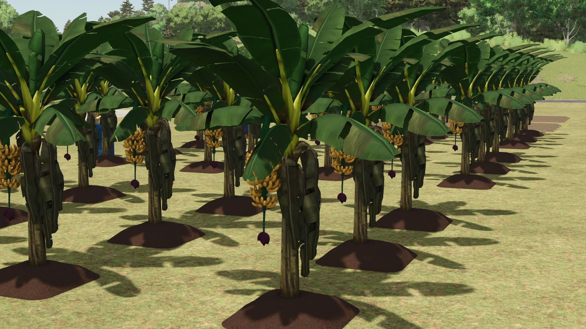 Plantación de plátanos