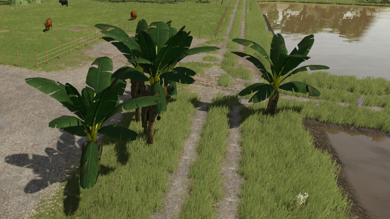Albero di banane