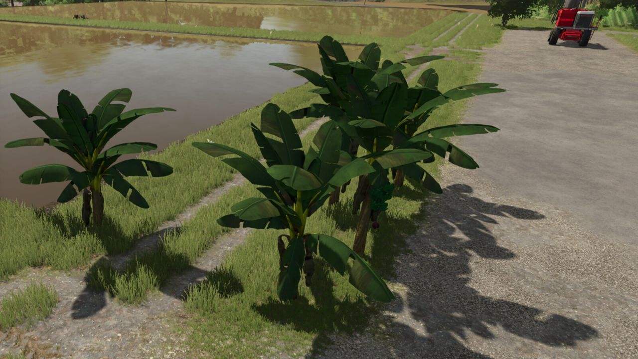 Albero di banane