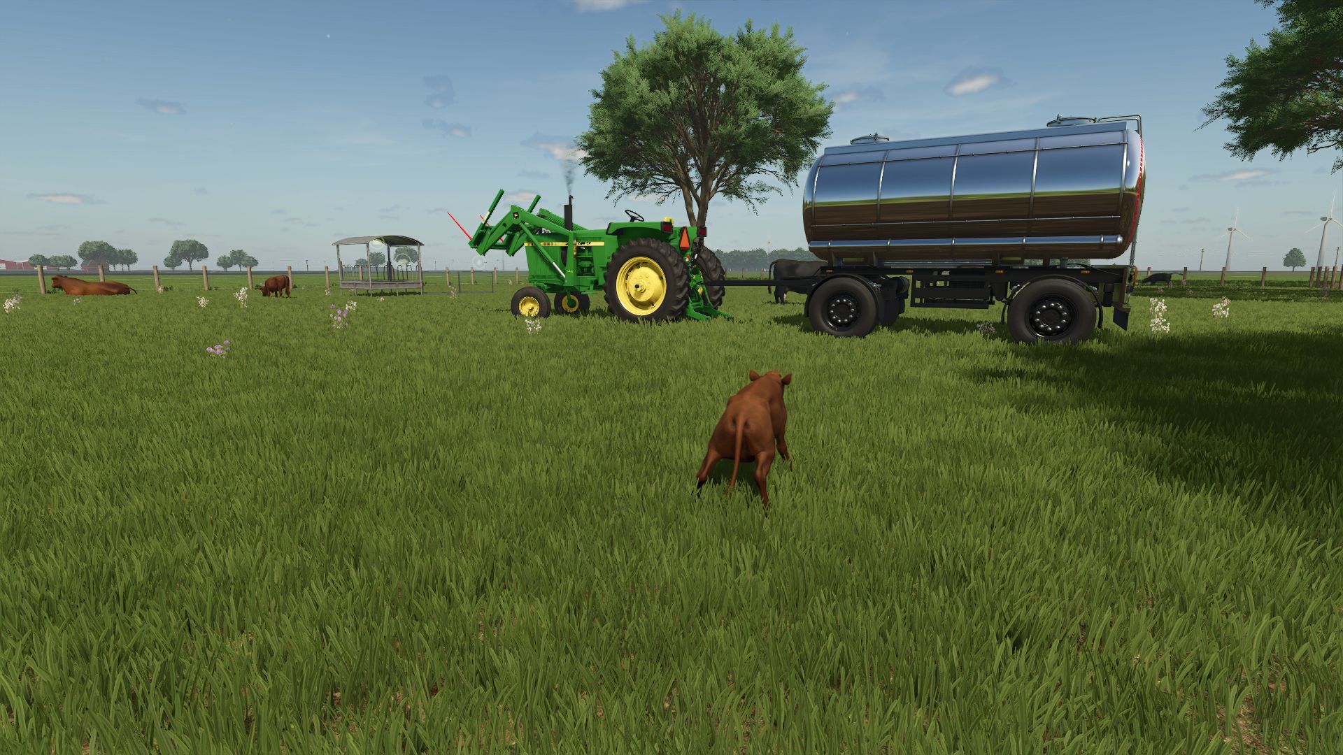 Beef Cattle Pasture