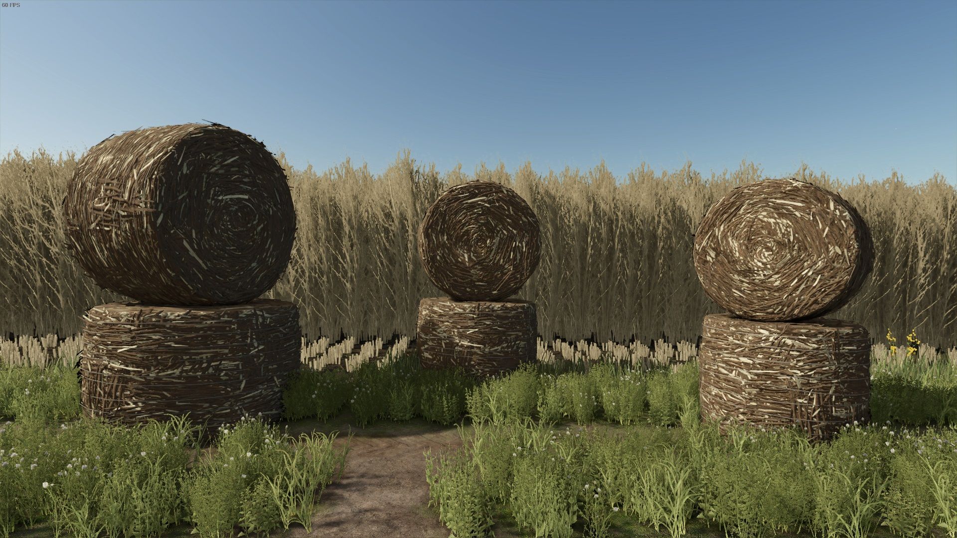 Biobales maiores
