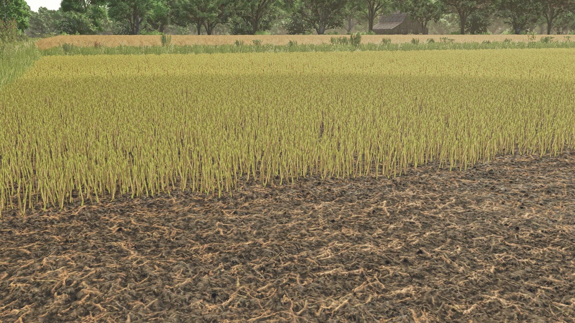 Canola-gebladerte texturen