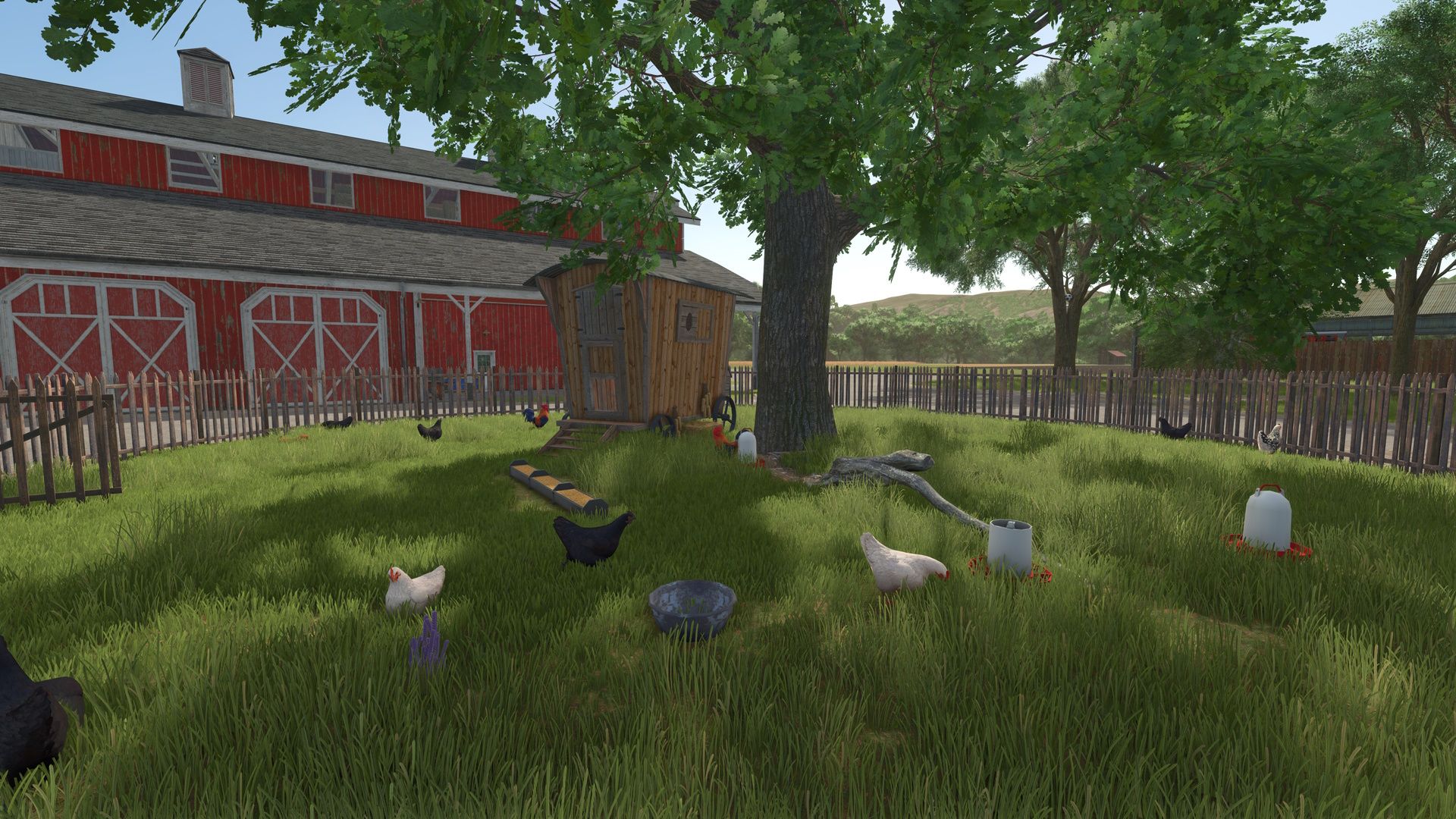 Poules avec clôtures