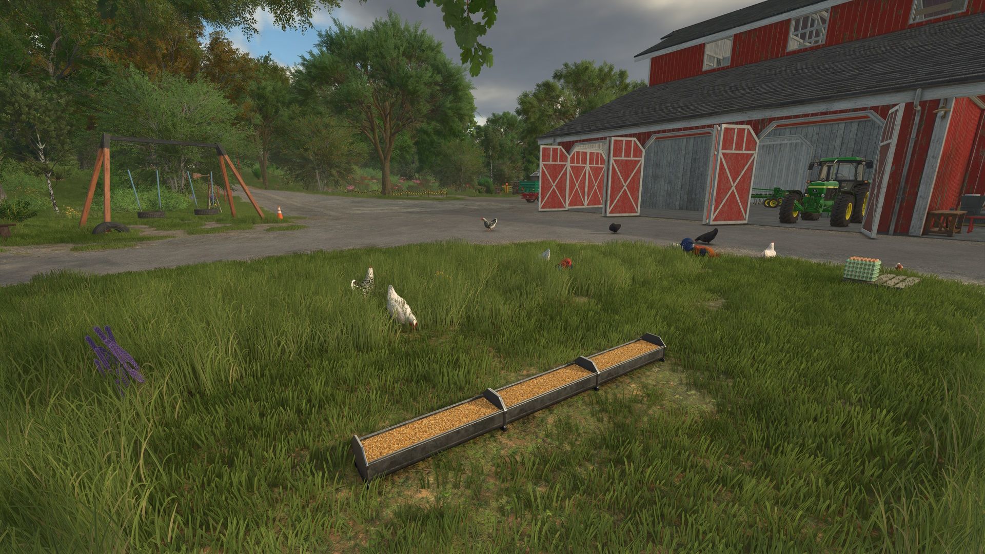 Chickens without enclosure