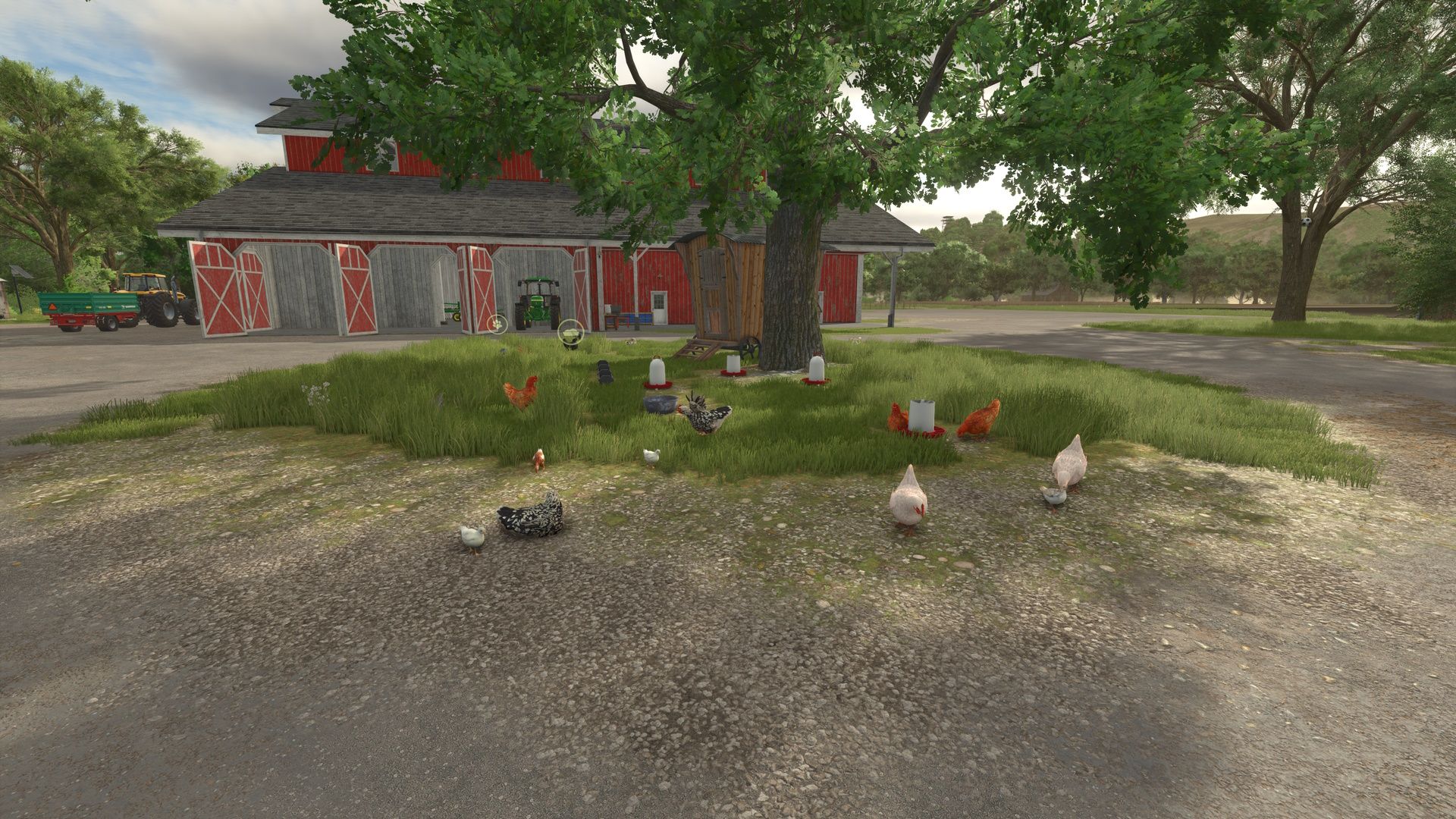 Chickens without enclosure