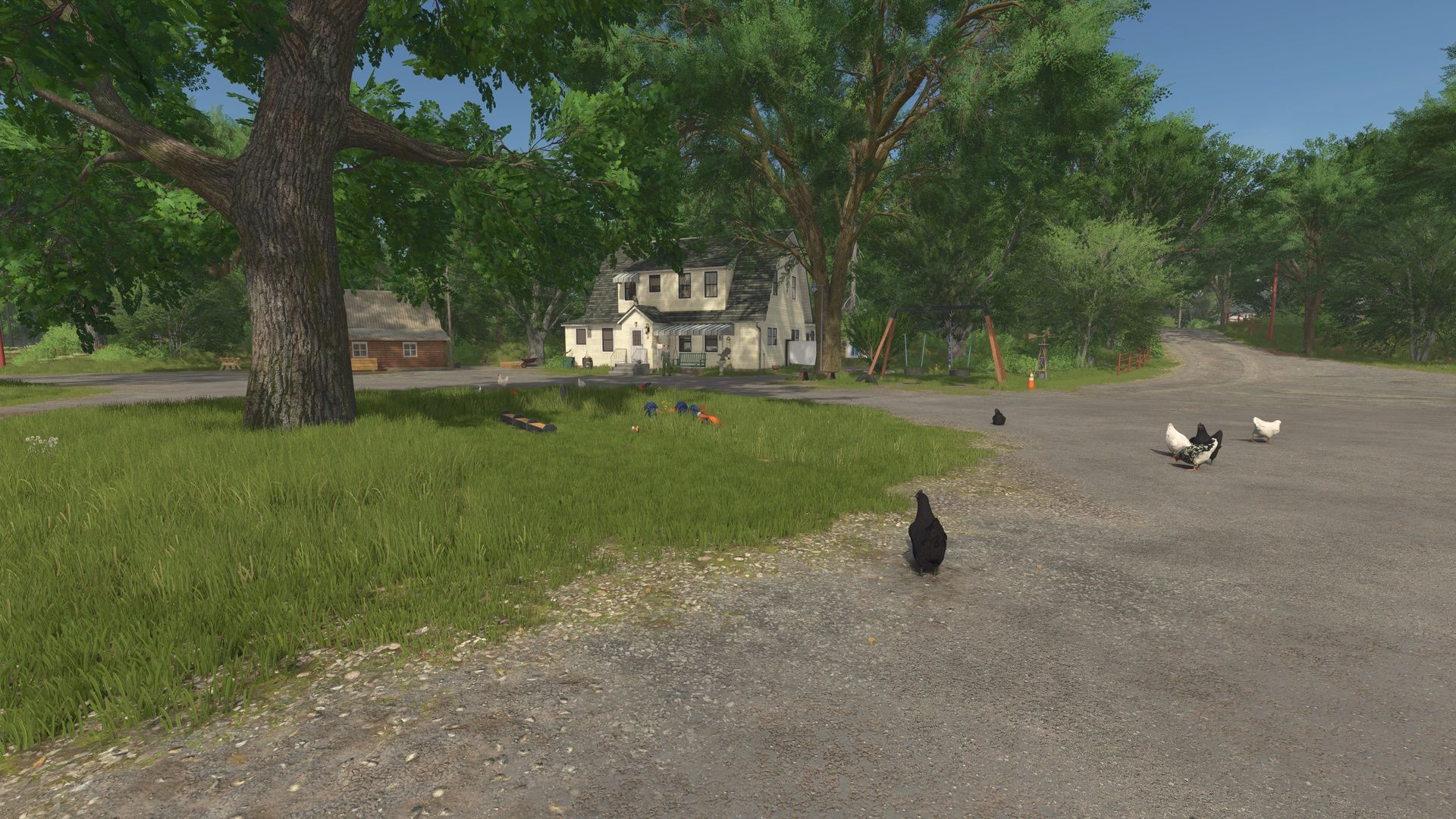 Chickens without enclosure