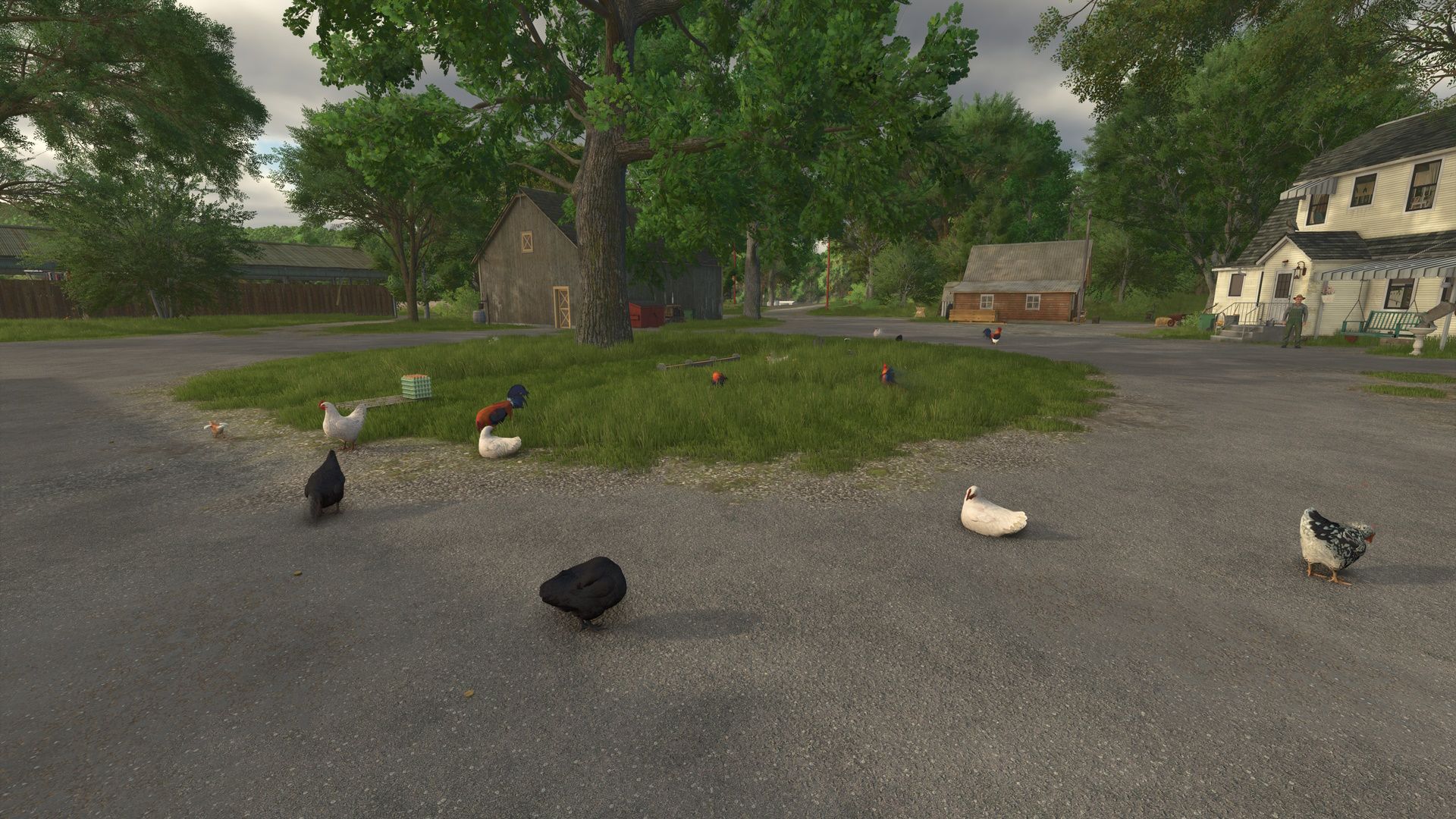 Chickens without enclosure