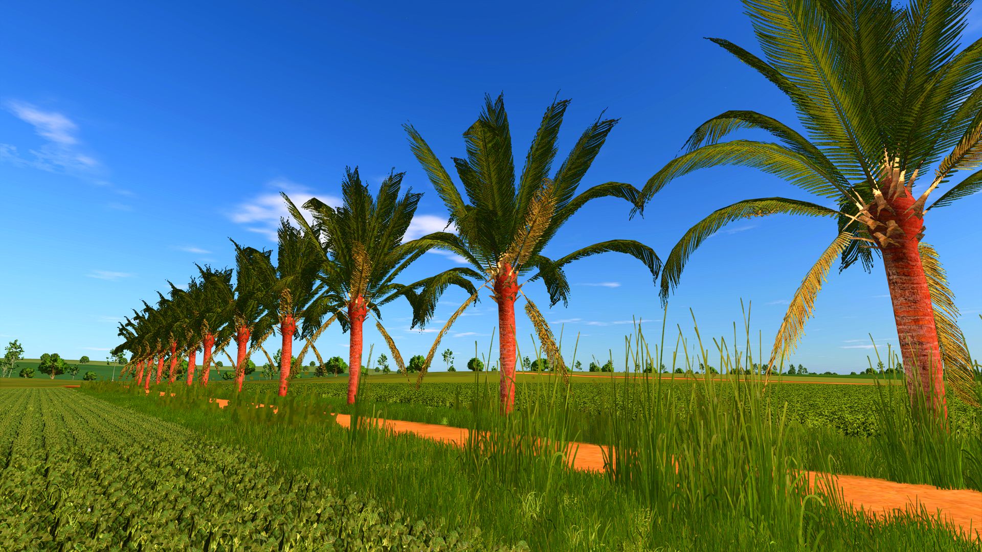 Coconut tree