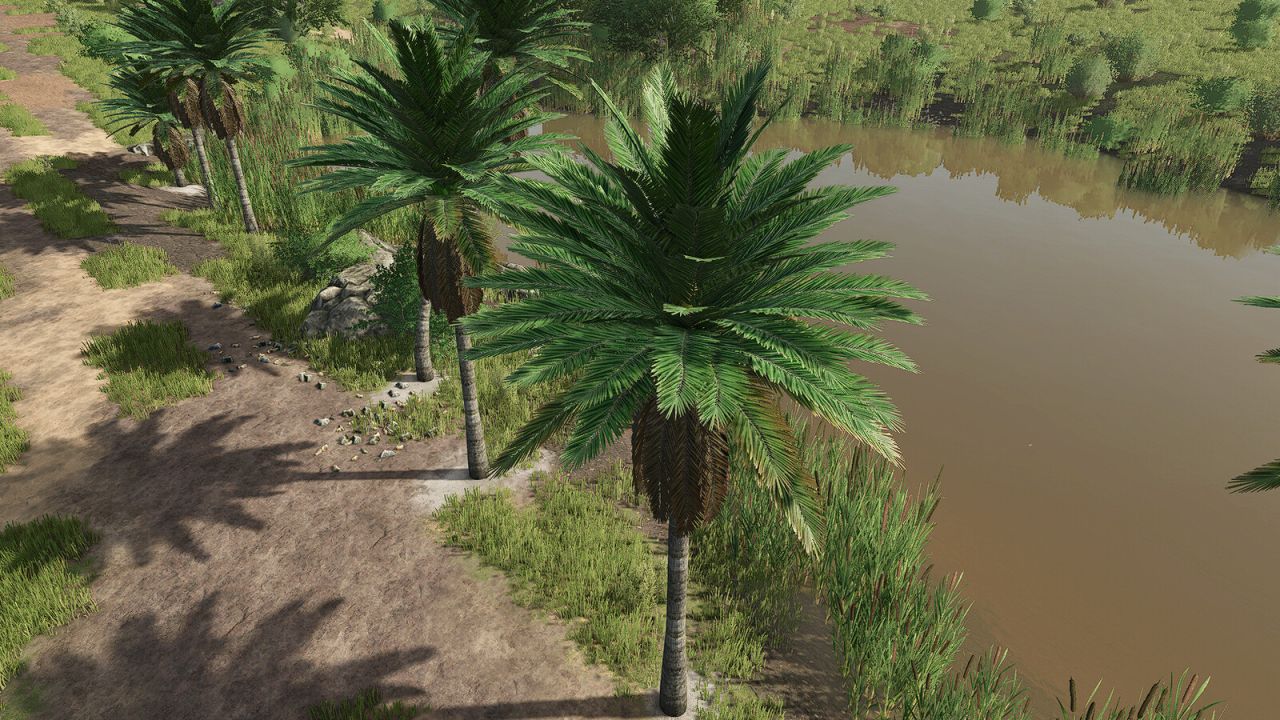 Cocotiers