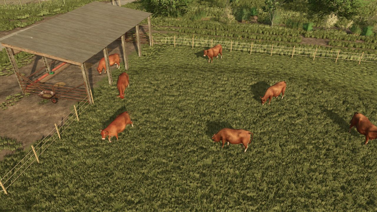 Cow Shed