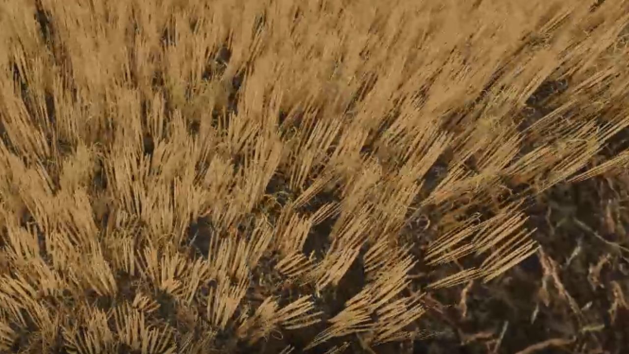 Cut wheat / barley texture