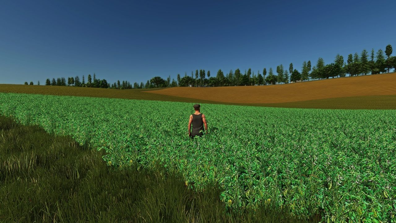 Fababean - Ackerbohnen (Prefab)