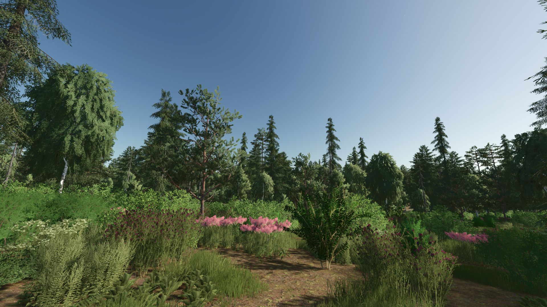 Forest Valley