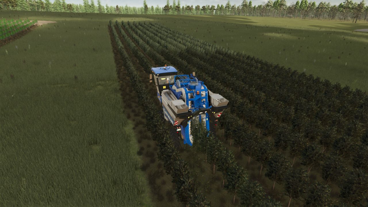 GrapeProcessing And Grape Olives Vines