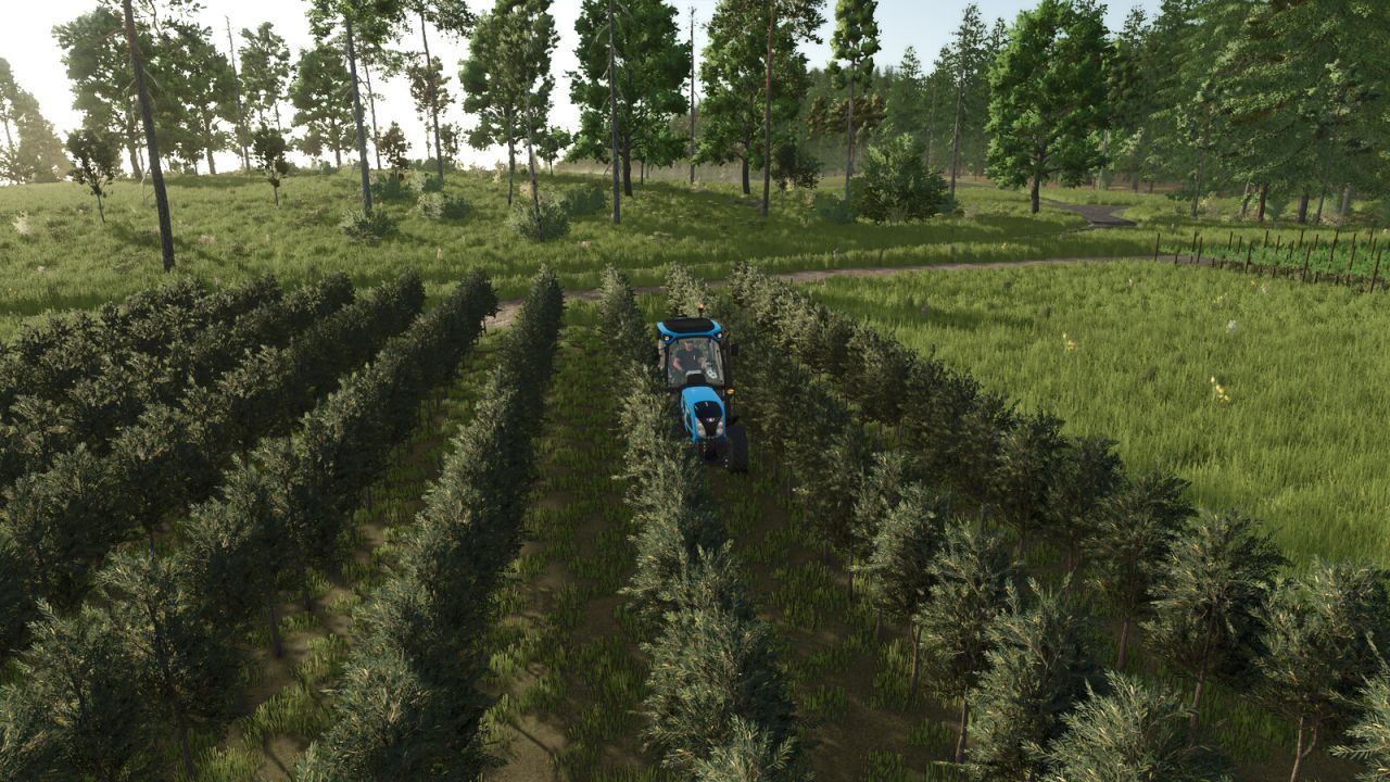 GrapeProcessing And Grape Olives Vines