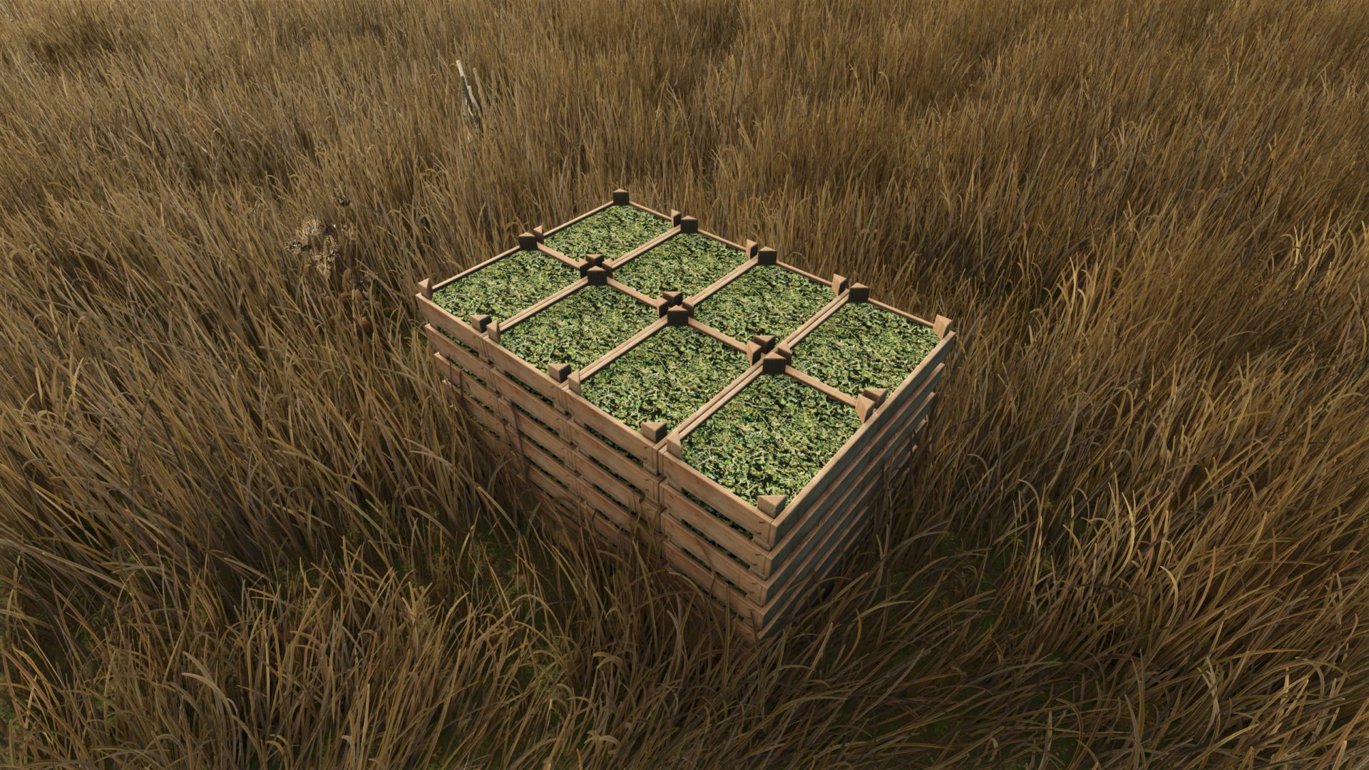 Hemp Growing