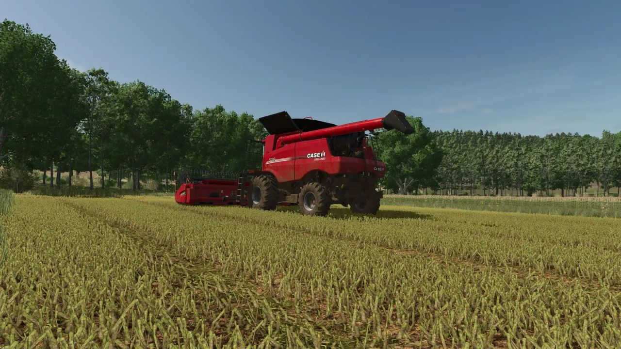 Improved rapeseed texture