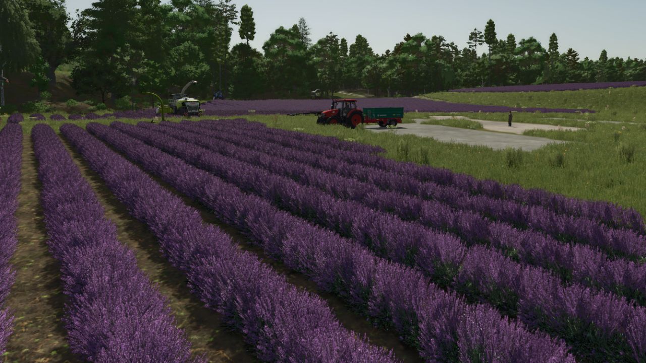 Lavanda em linhas (Prefab)