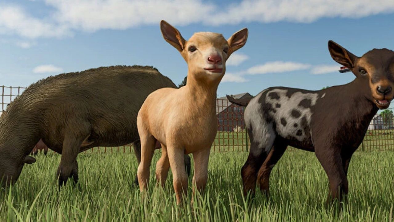 Meer visuele dieren