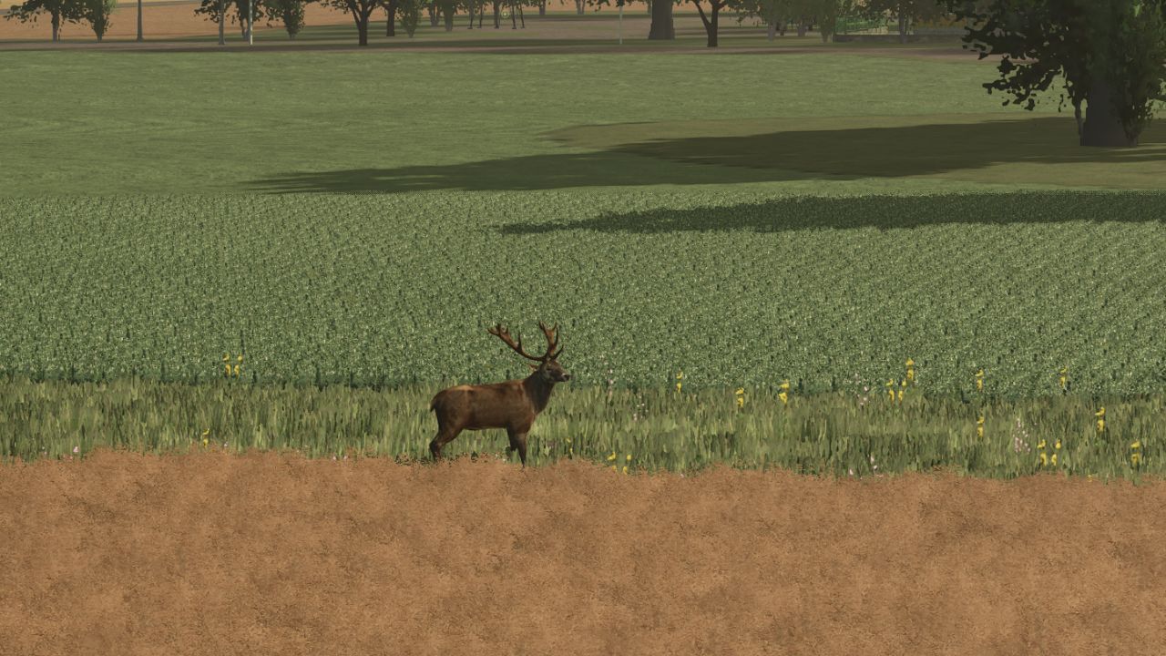 More Wild Animals