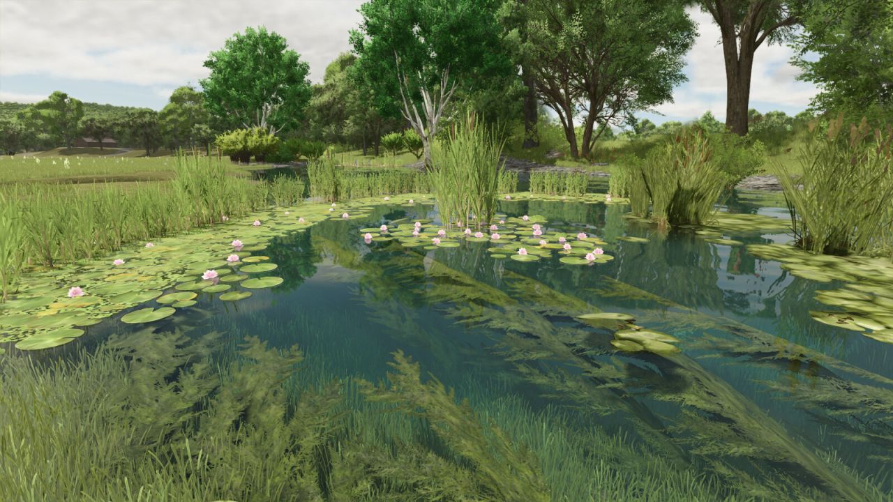 Plantes Aquatiques Naturelles