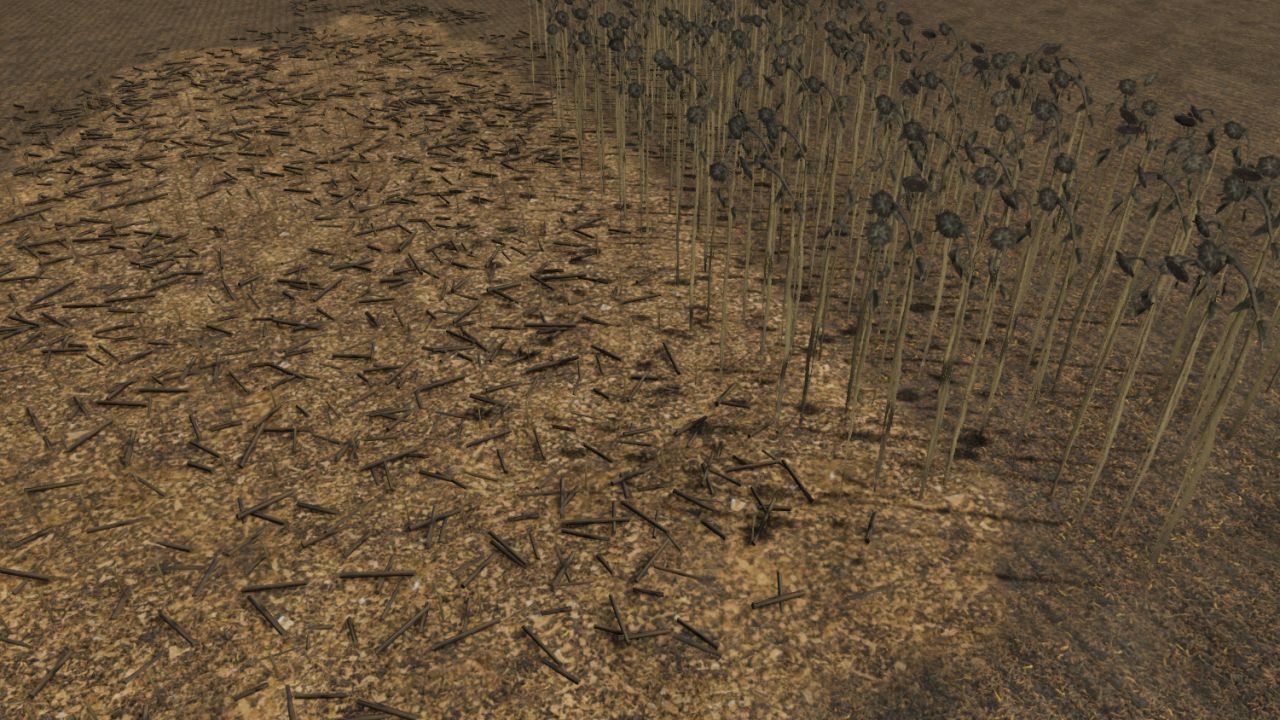 New sunflower foliage