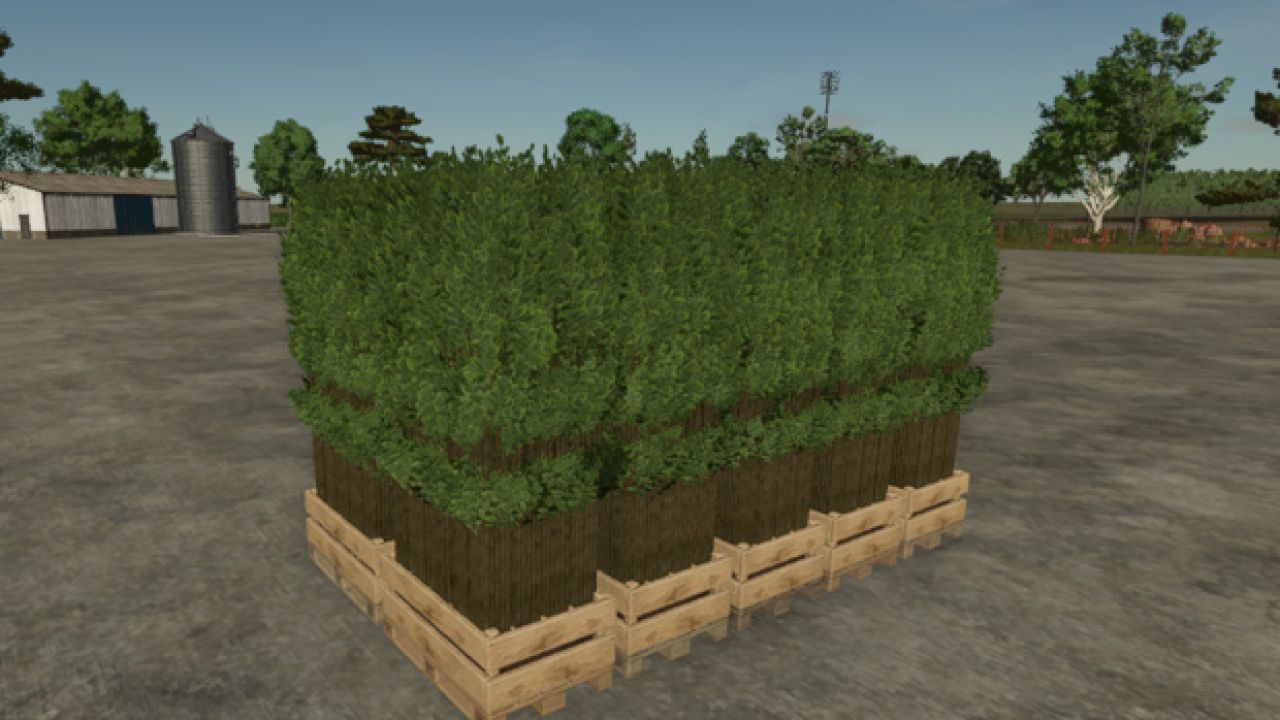 Pallet With Tree Seedlings