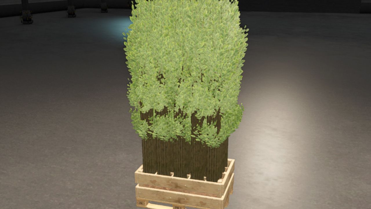 Pallet With Tree Seedlings