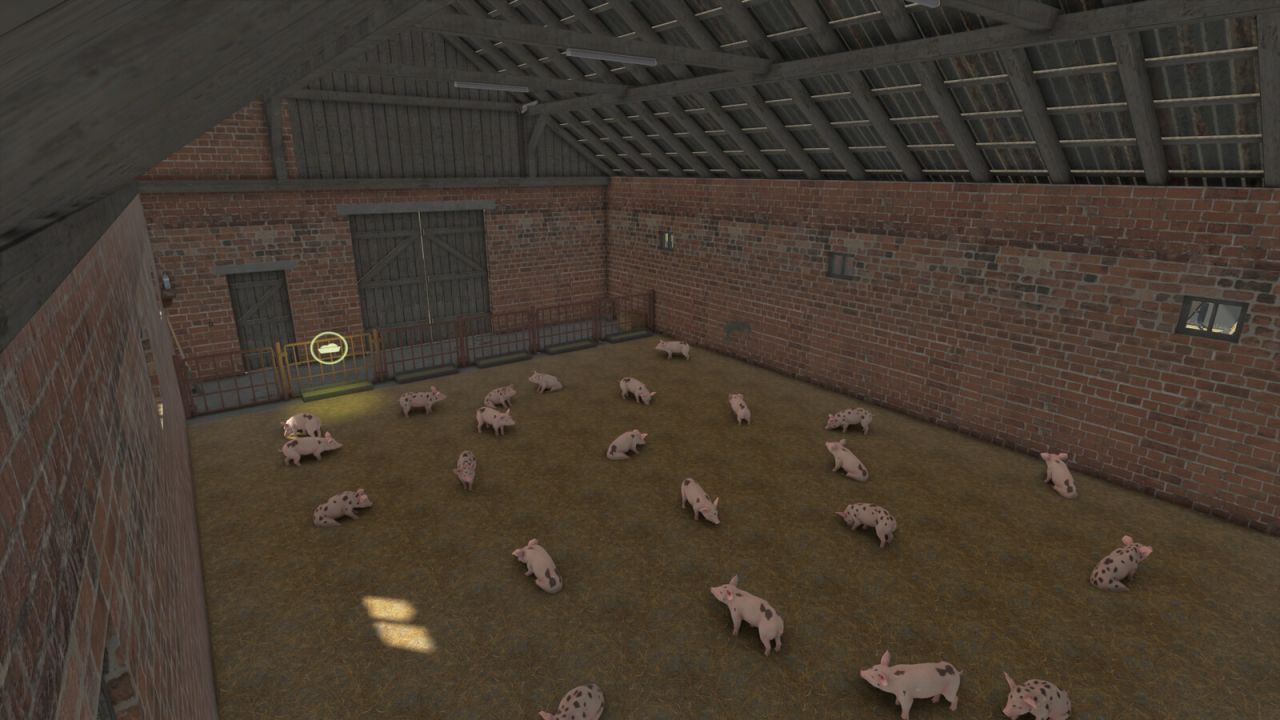 Varkens