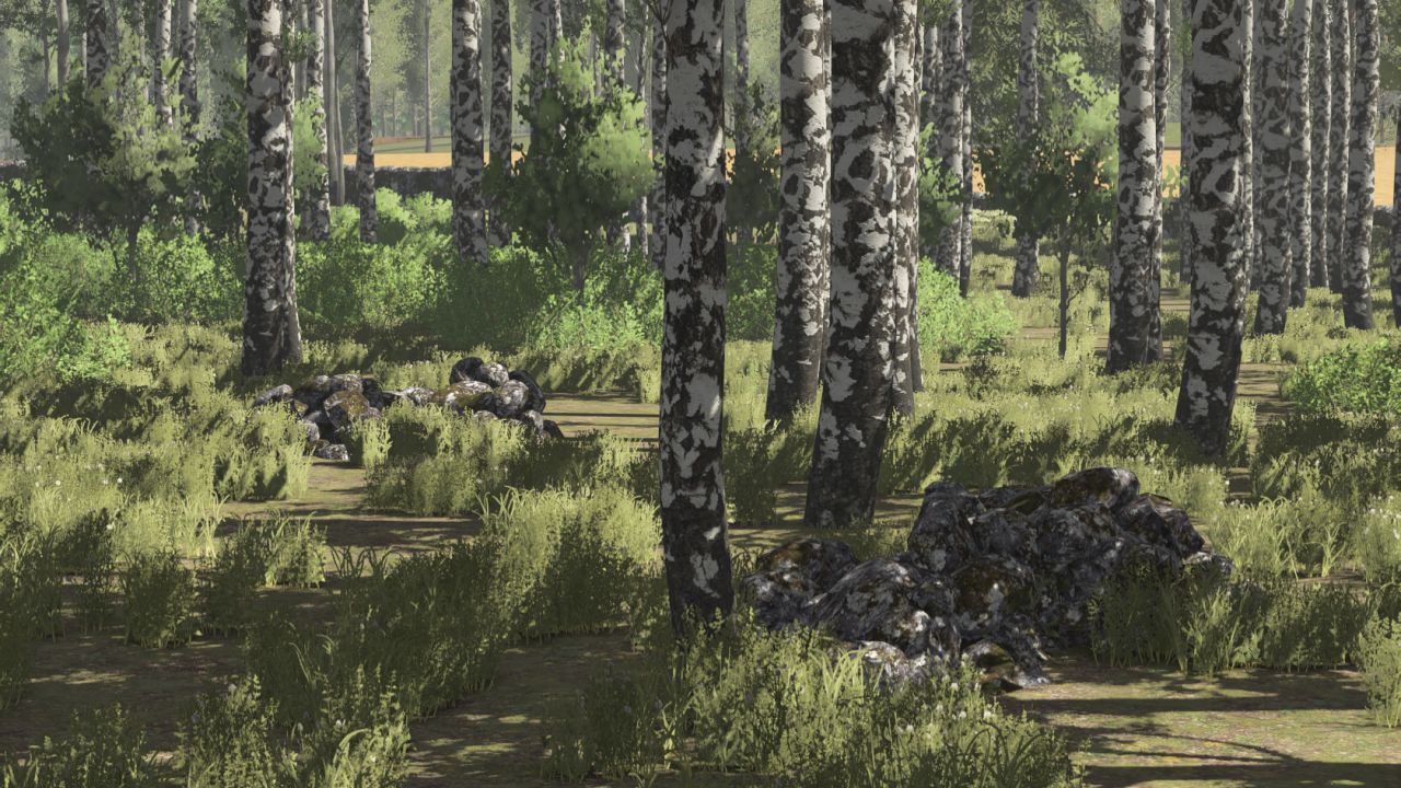 Pinewood Forest