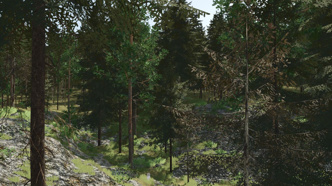 Pinewood Forest Next Generation