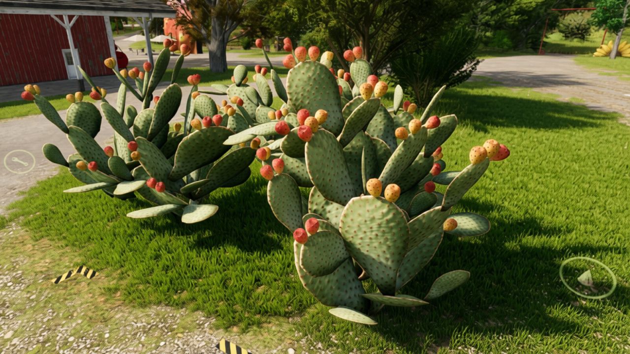 Cactus di fico d'india
