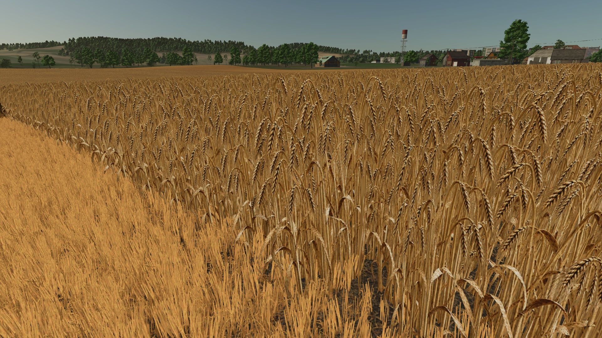 Texture realistica dell’orzo