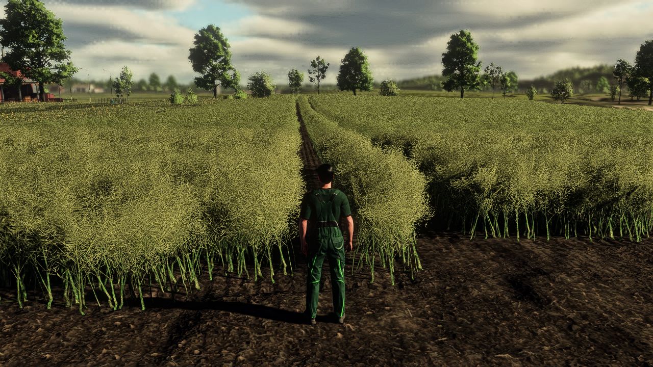 Realistischer Raps-Wachstumszyklus in Europa