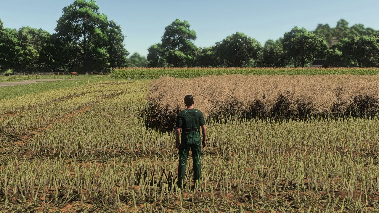 Ciclo de crecimiento realista de la canola en Europa