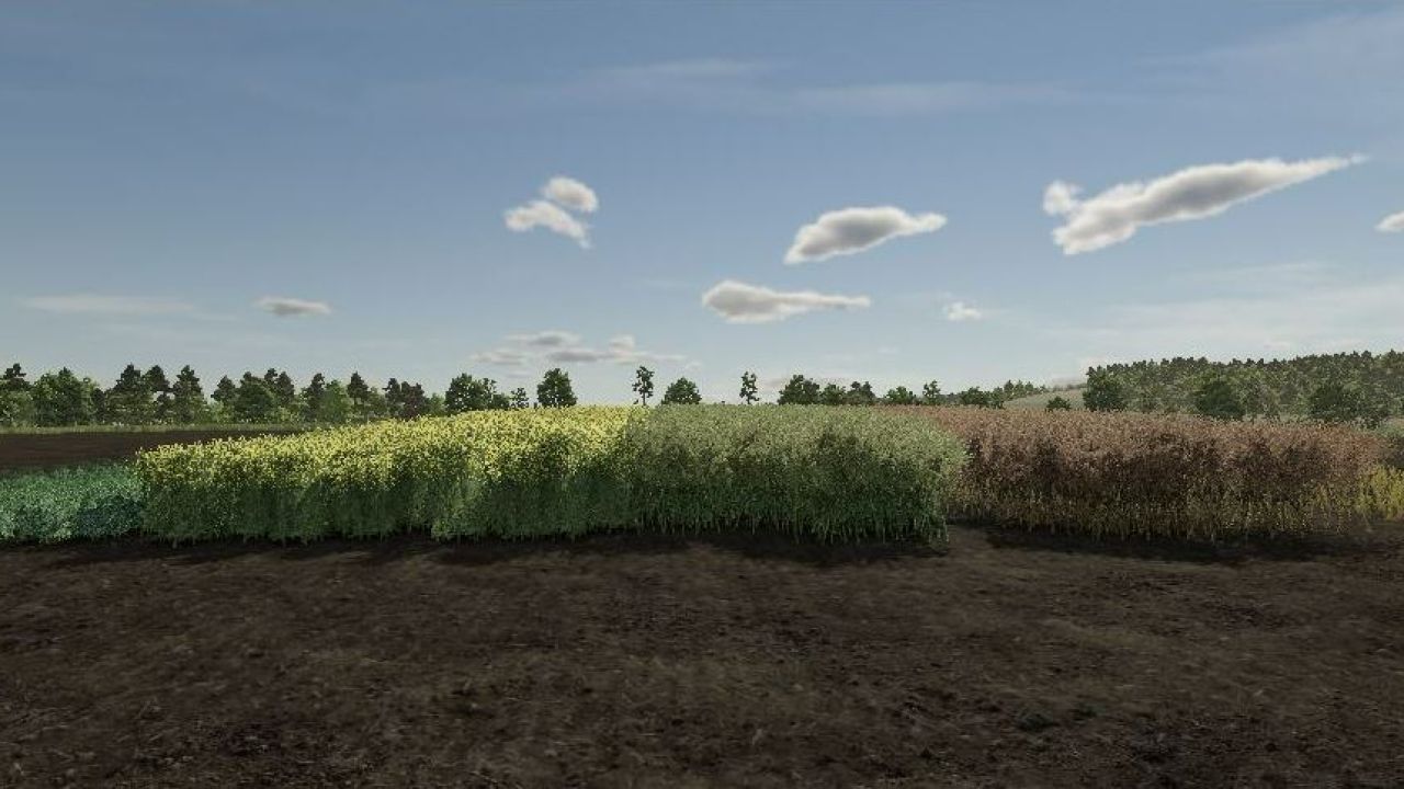 Realistischer Raps-Wachstumszyklus in Europa