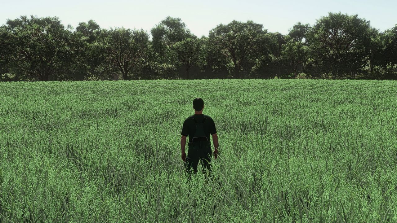 Ciclo realista de crescimento da aveia na Europa