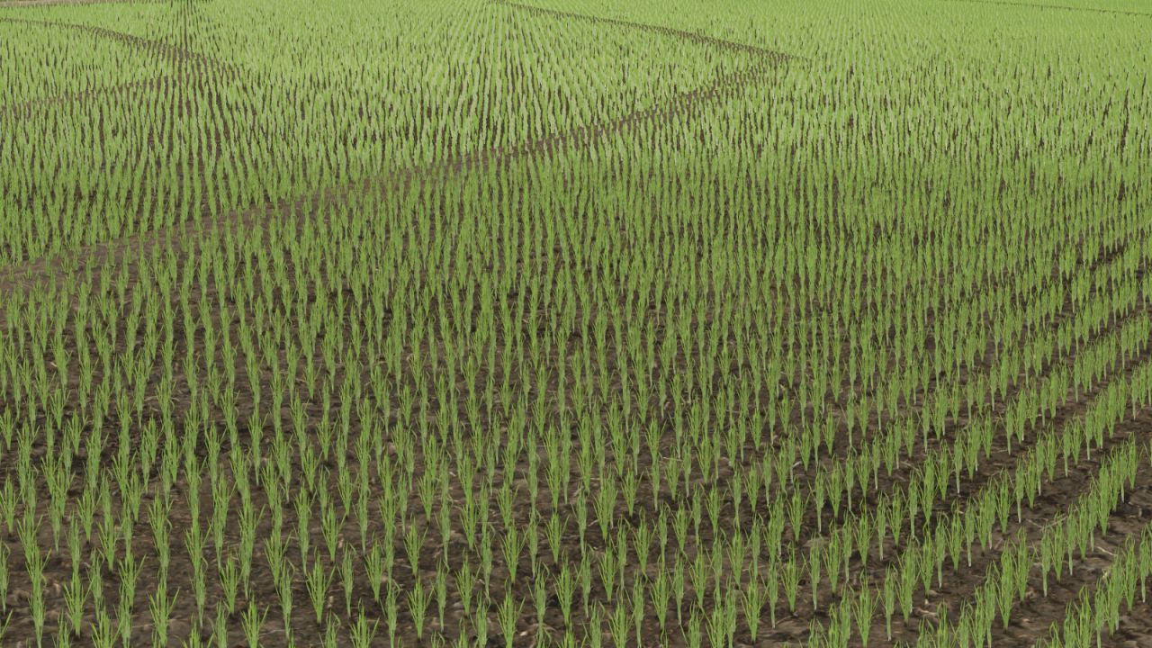 Campos de arroz en