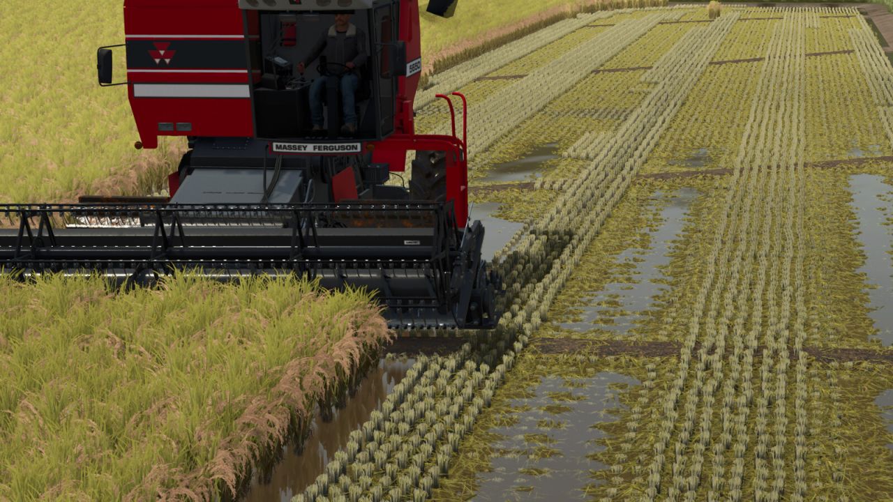 Campos de arroz en