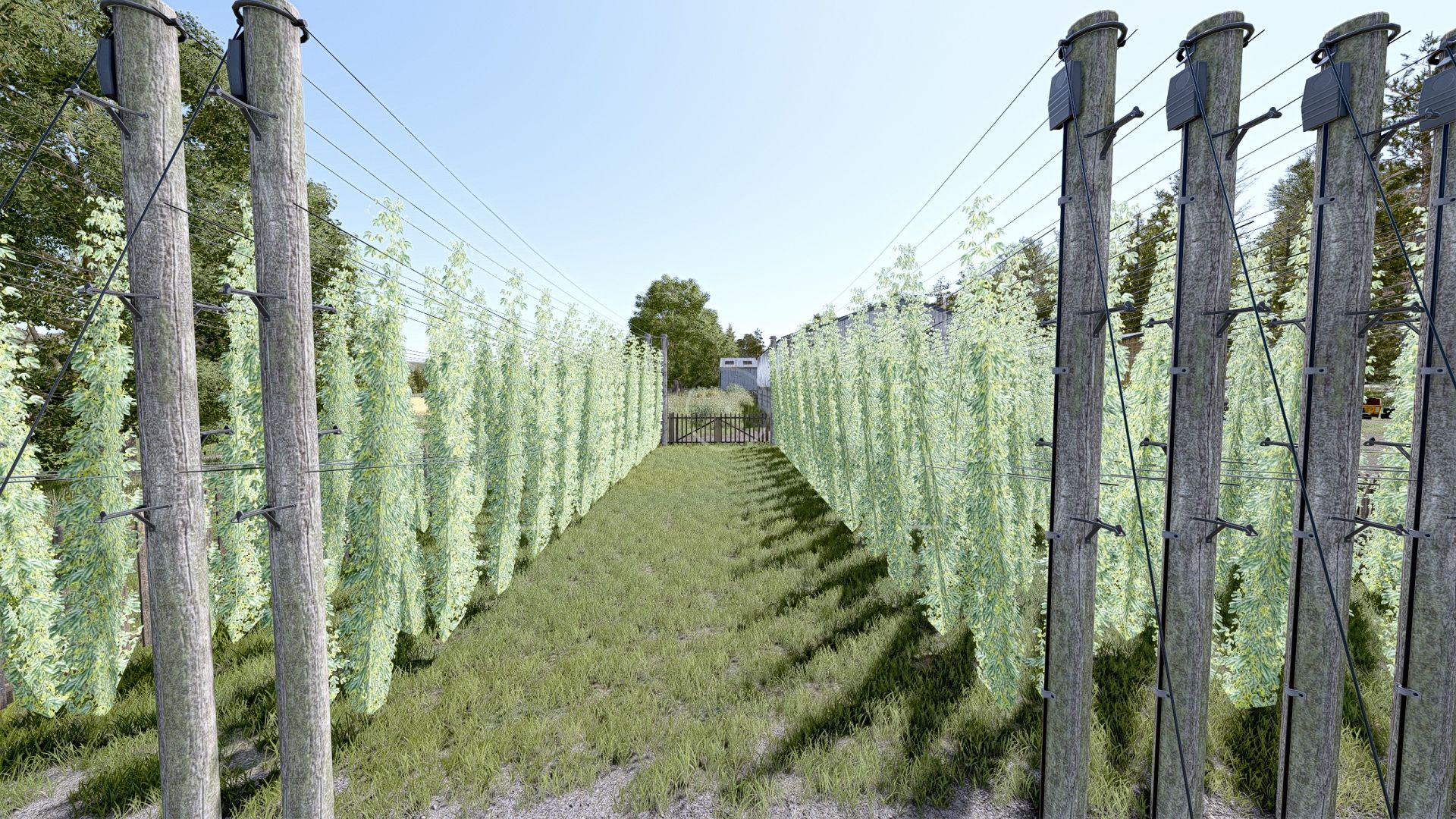 Small Hop Plantation
