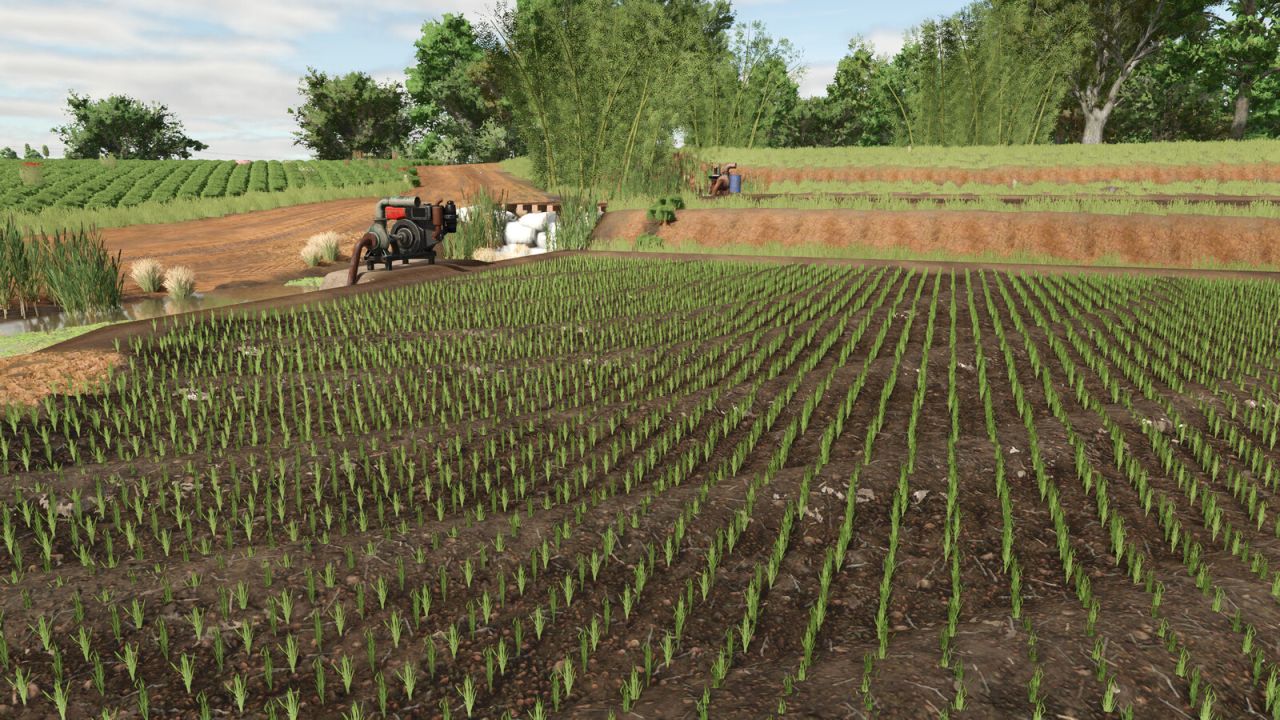 Southern Brazilian Rice Fields