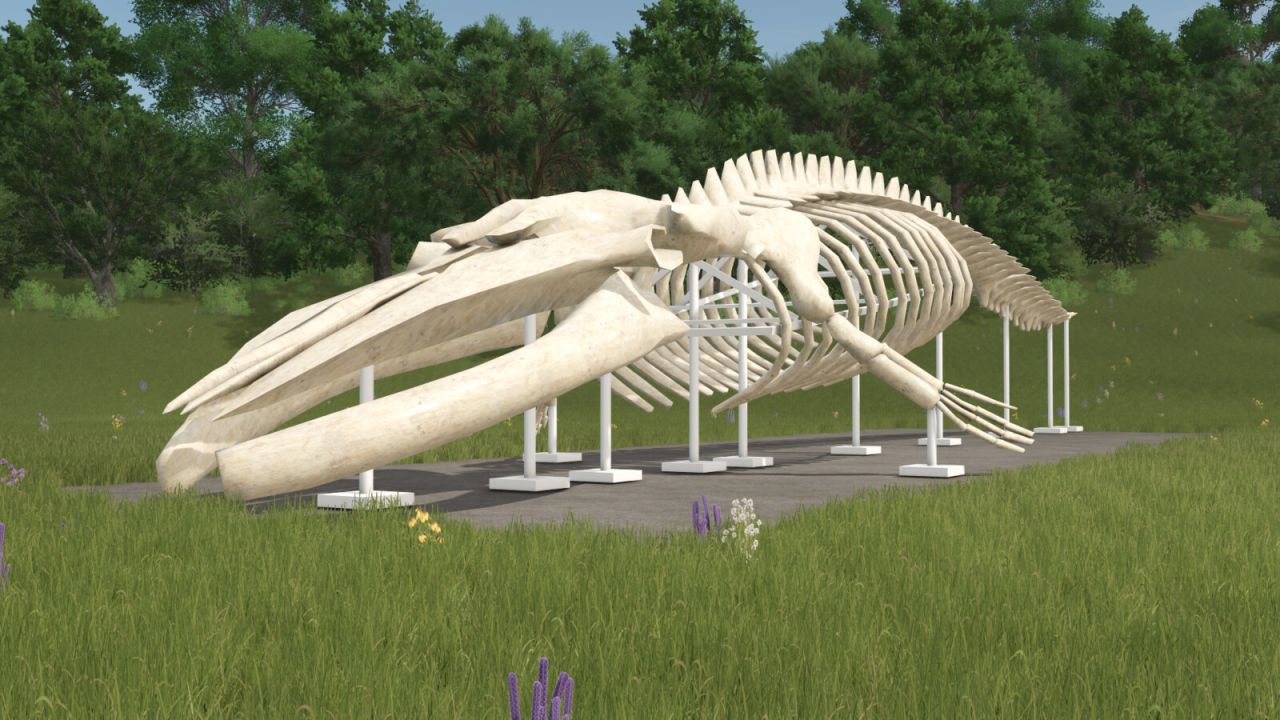 Escultura de esqueleto de baleia